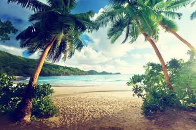 Bild eines Strandes mit Palmen auf den Seychellen